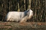 SKYE TERRIER 025